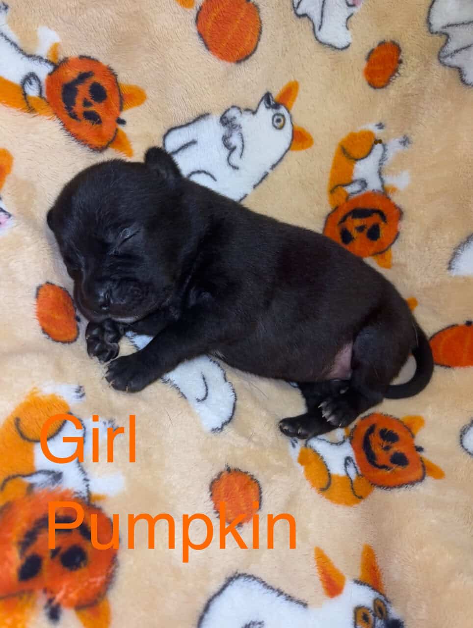 Lab/Pit Puppies image 7