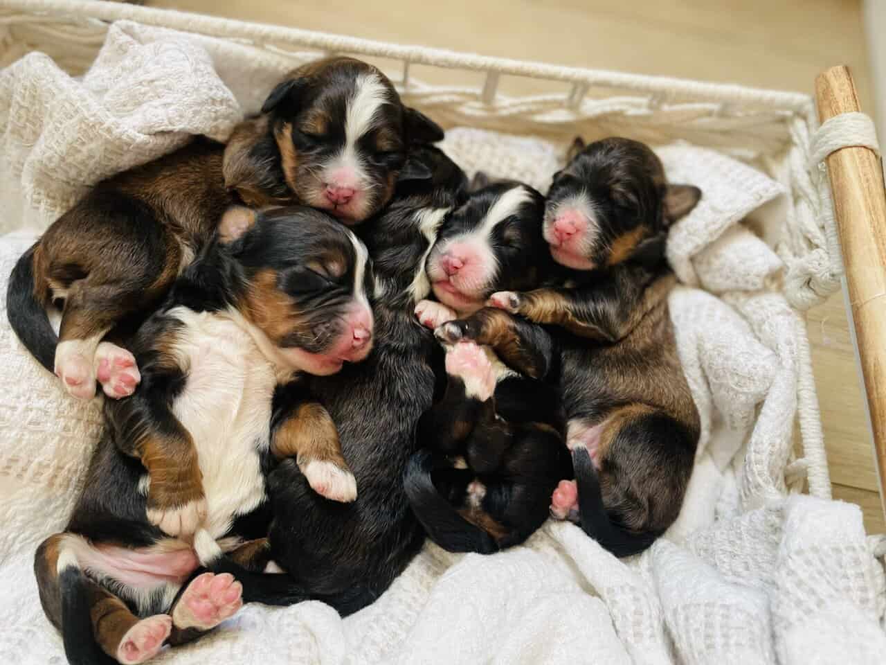 Bernedoodle F1 puppies image 4