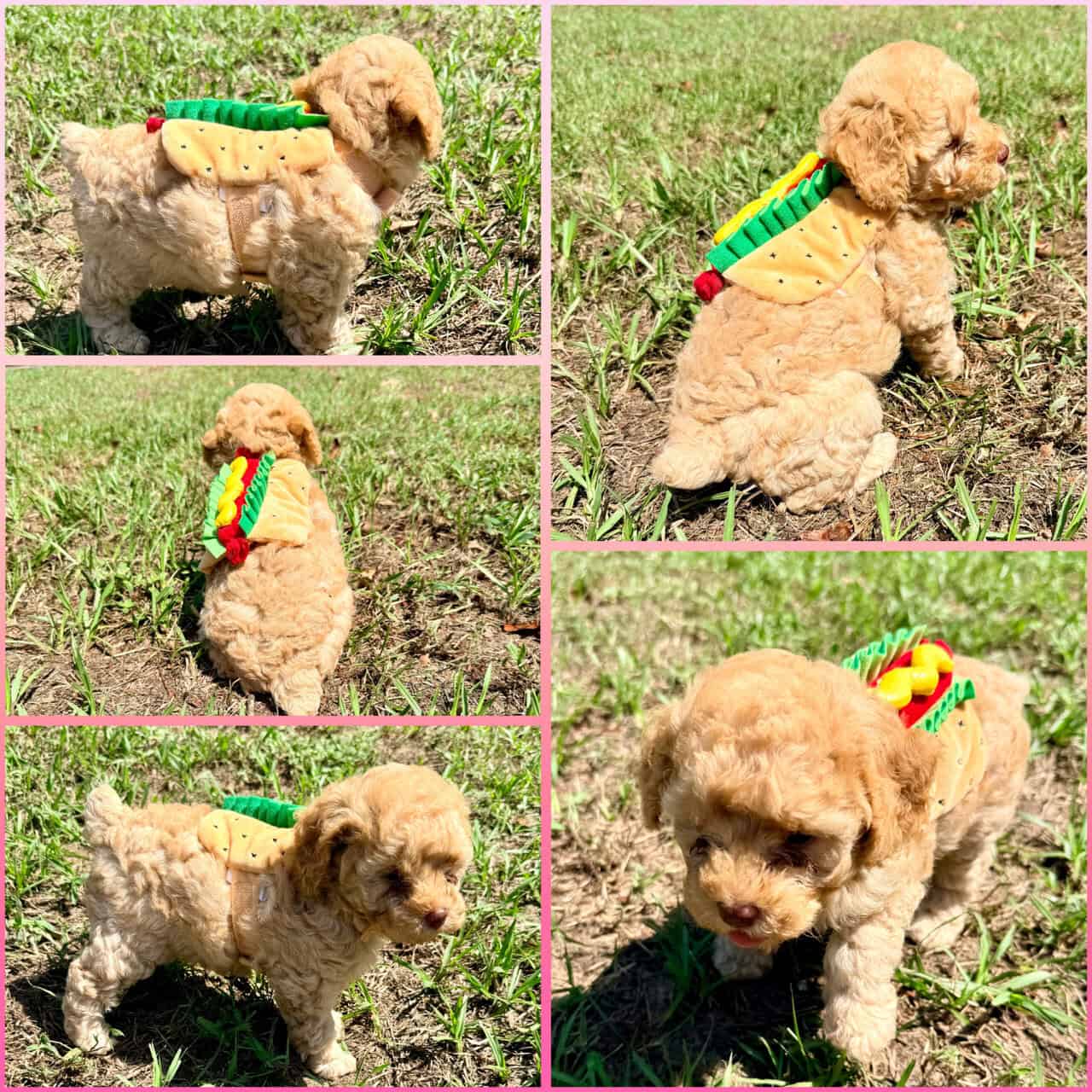 Toy poodles image 2