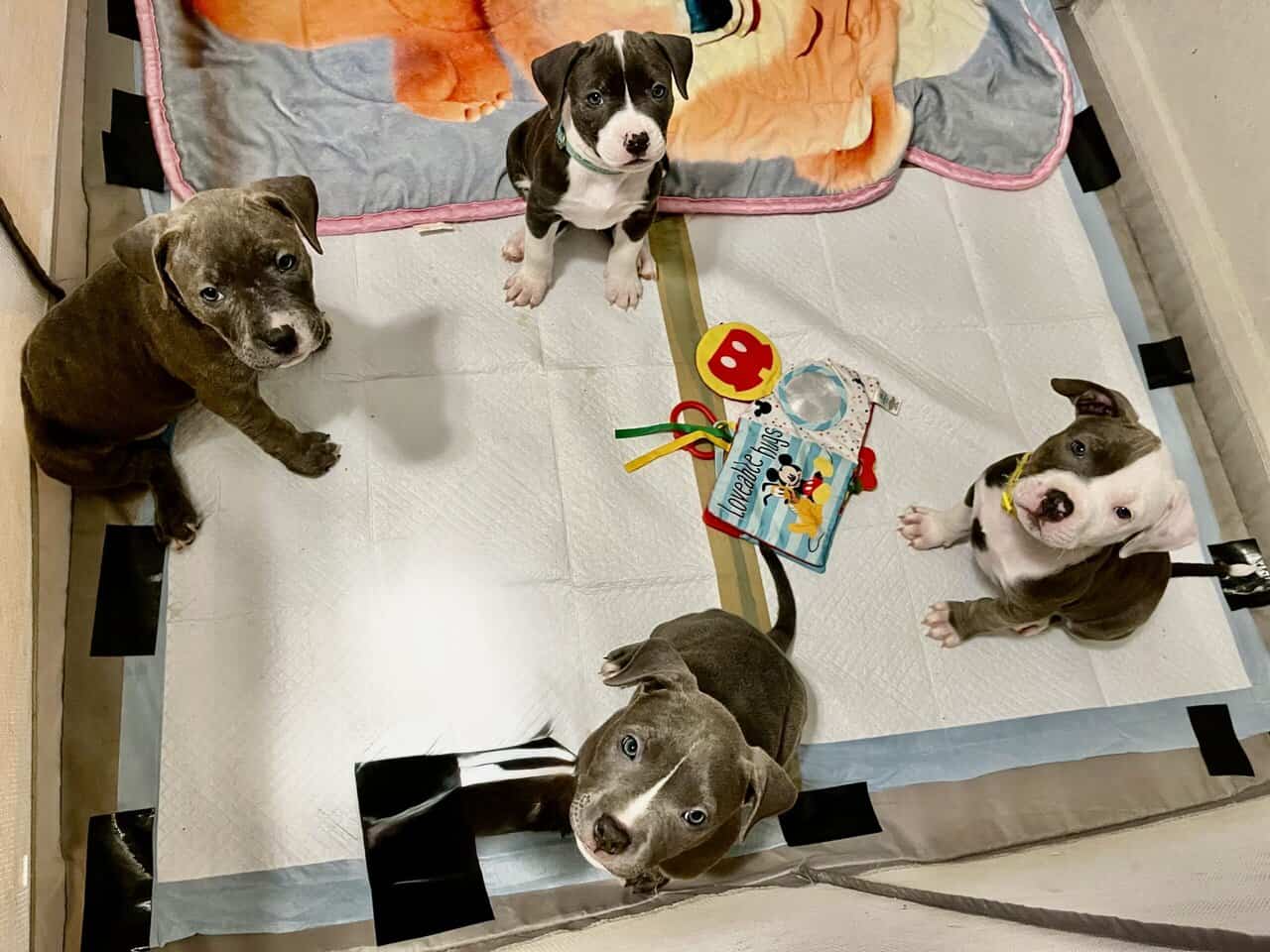 Puppies image 1