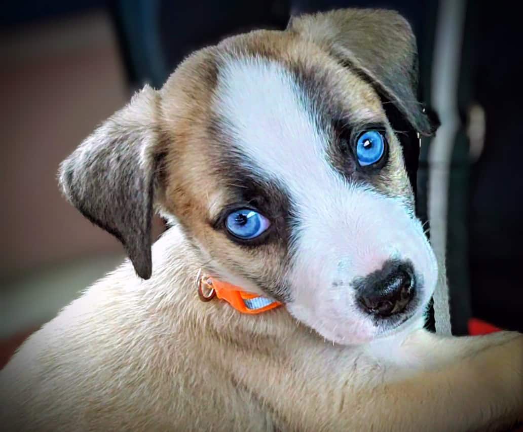 Labrabull puppies image 1