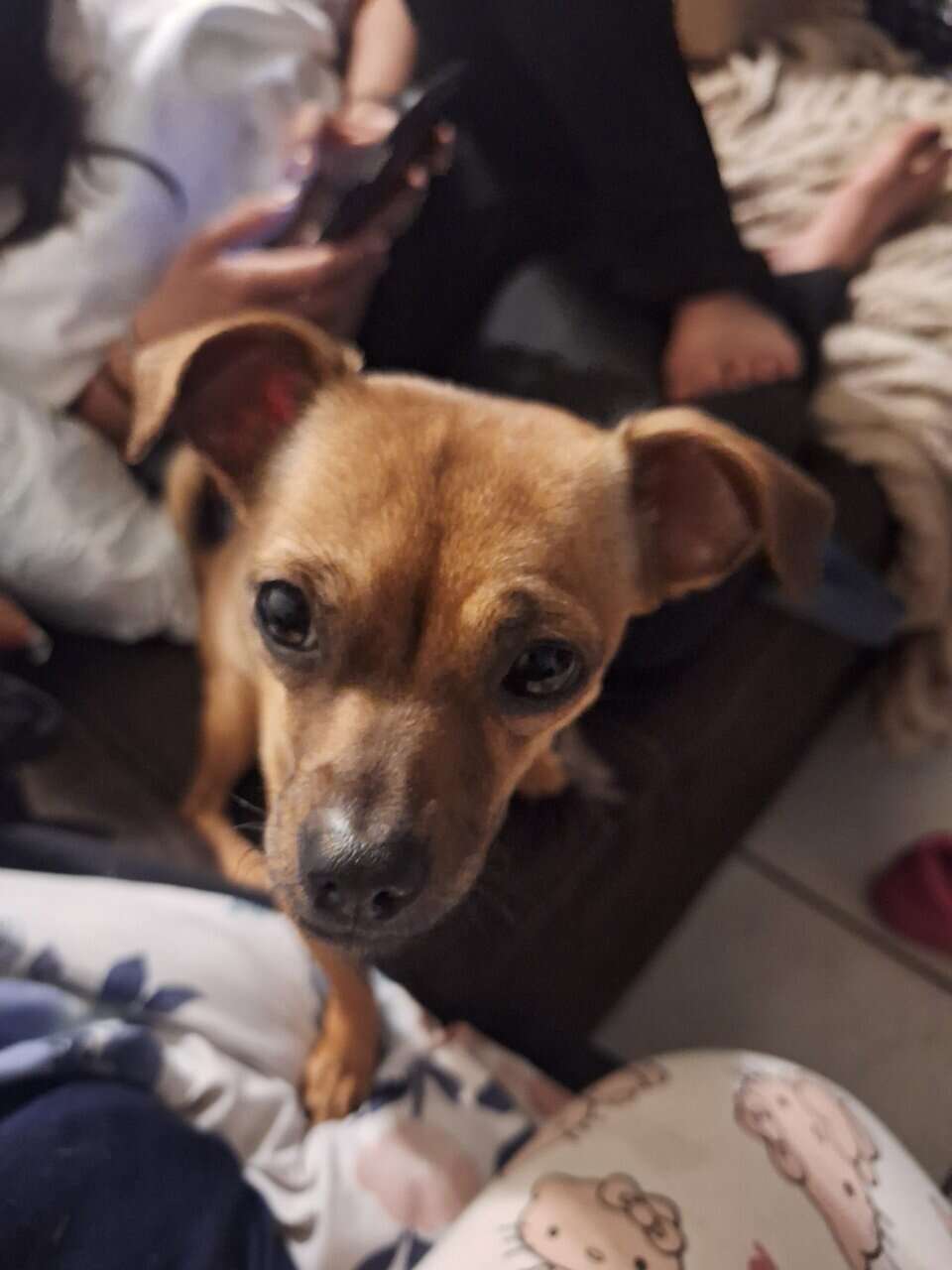 2 Free chiwawa mix image 1