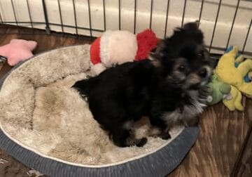 Traditional Female Yorkie