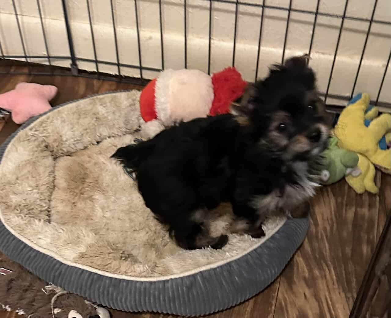 Traditional Female Yorkie image 1
