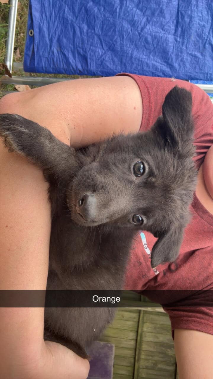 AKC German Shepherd Puppies image 8