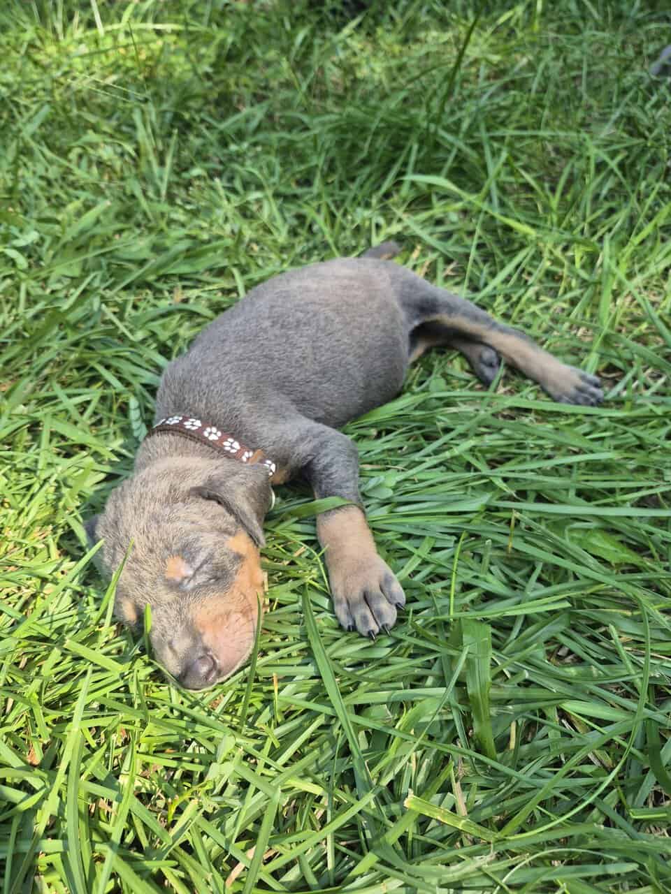 Doberman puppies image 11