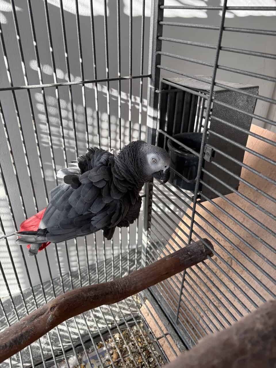 African grey male image 2