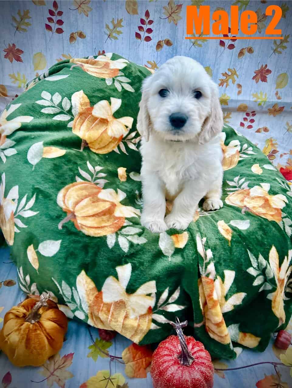 Goldendoodle Puppies Ready in 2 Weeks image 7
