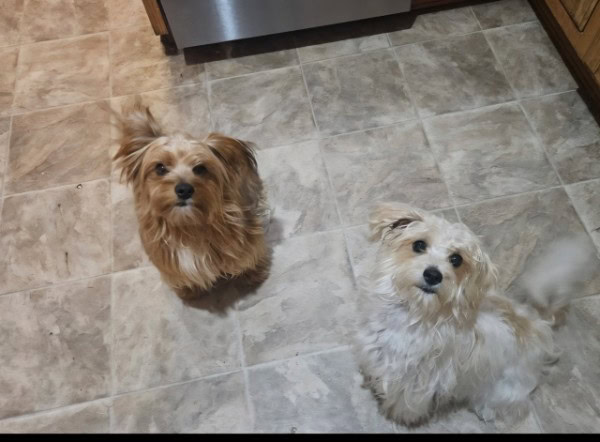 Yorkie / Miniature Poodle image 4