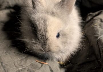 Lionhead Rabbits