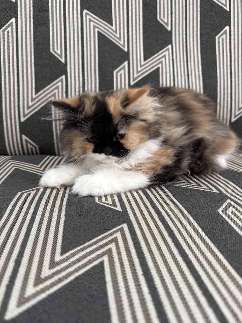 Persian Dollface image 1