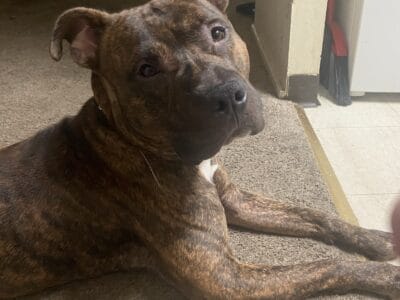 16 month old Male Brindle Pit Bull
