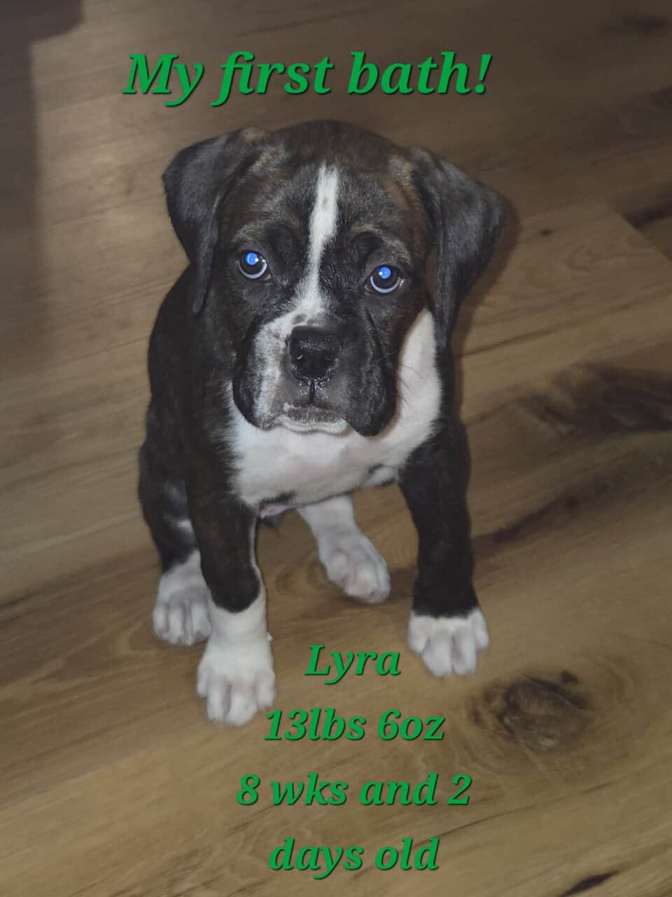 AKC PUPPY image 1