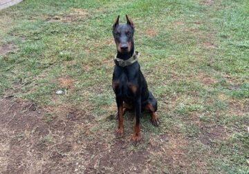 Doberman Female European Puppy Dog Rehome