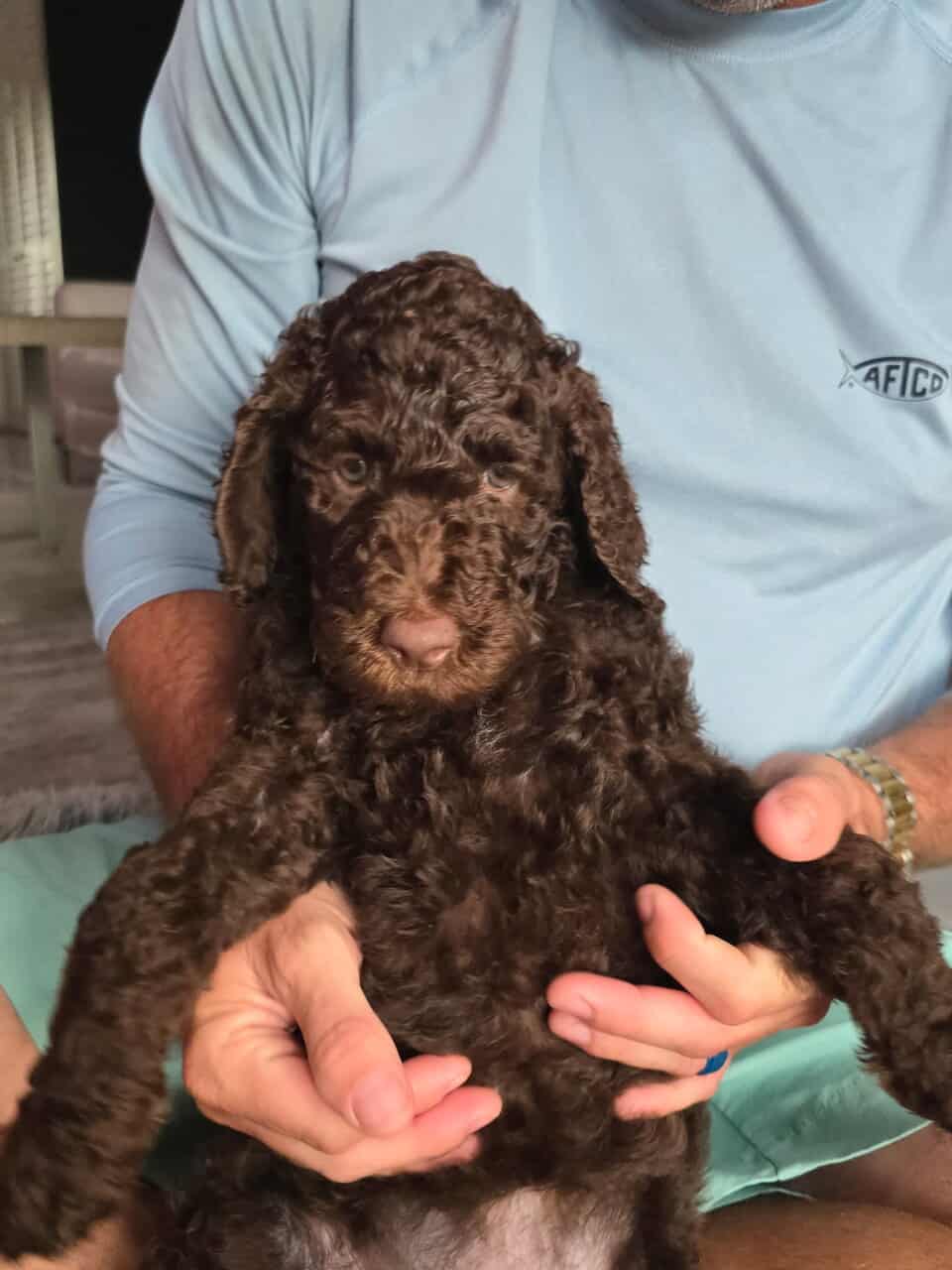 Standard Poodle Puppies image 2