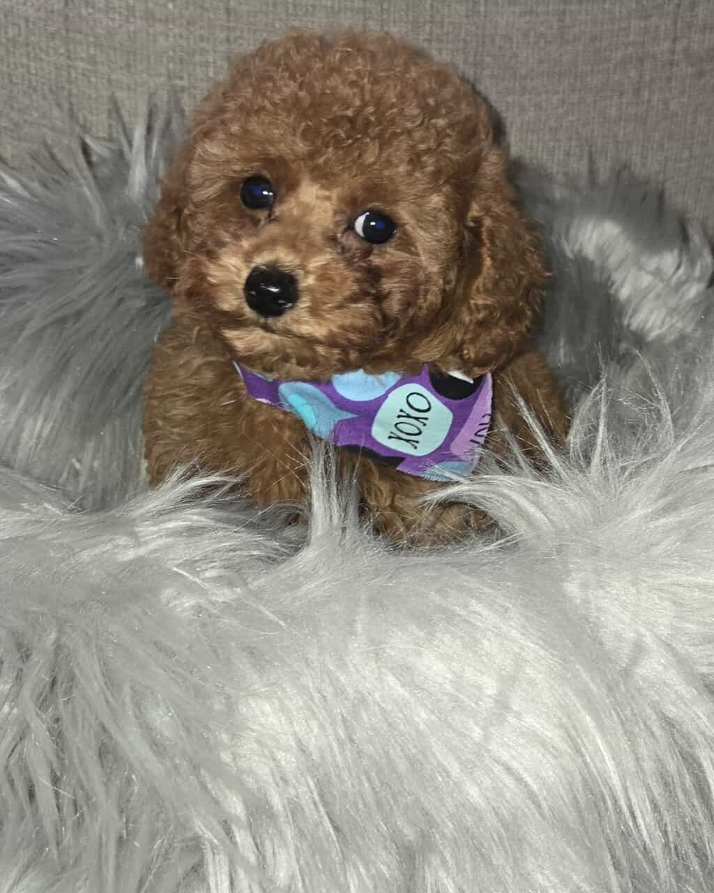 Breeder image 3