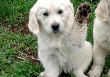 English cream golden retrievers