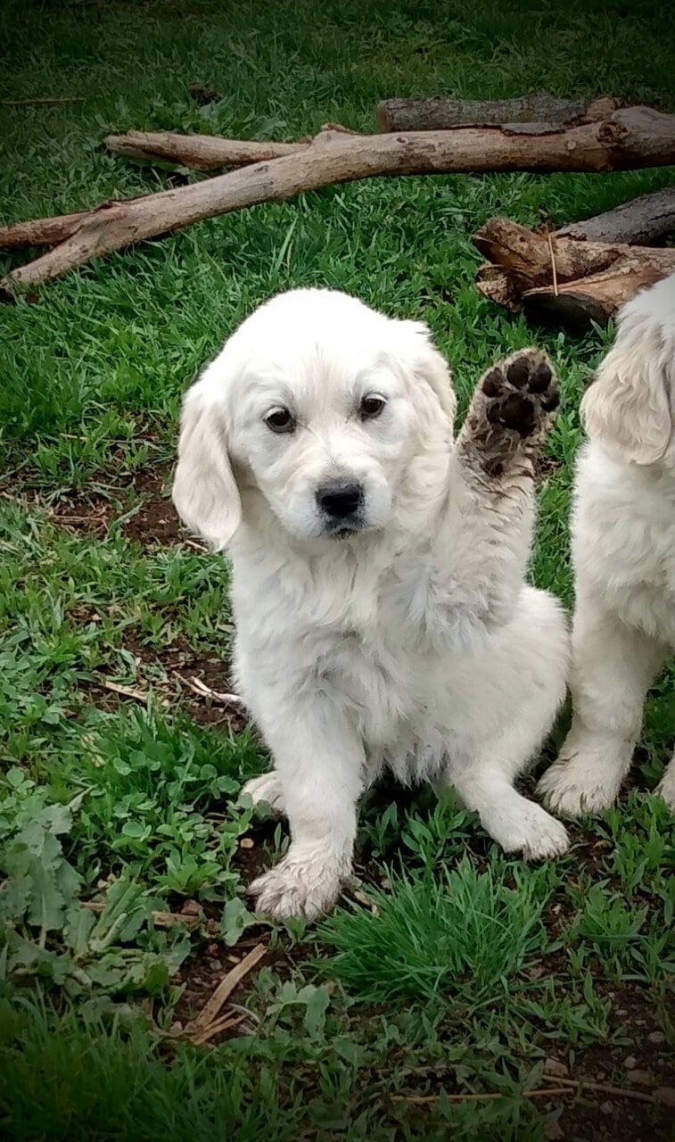 English cream golden retrievers image 1