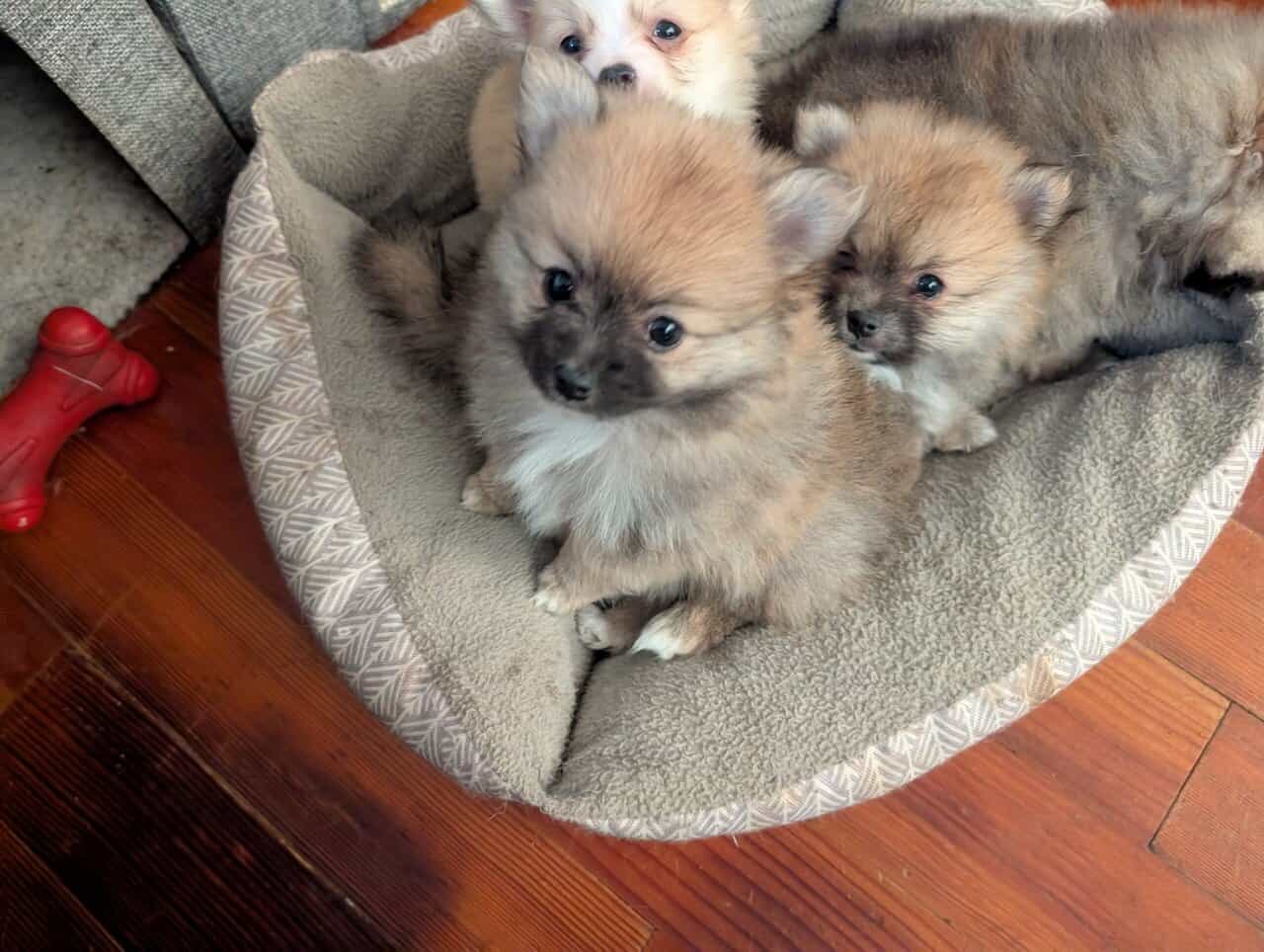 WA state pommeranian puppies image 1