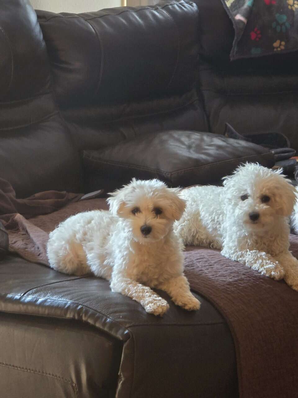 8 month old female Maltipoo image 2