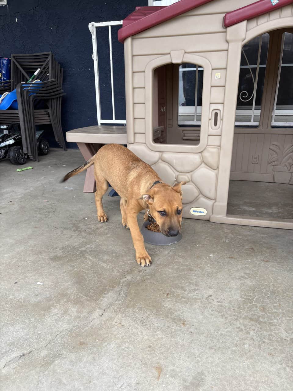 Selling dog image 1
