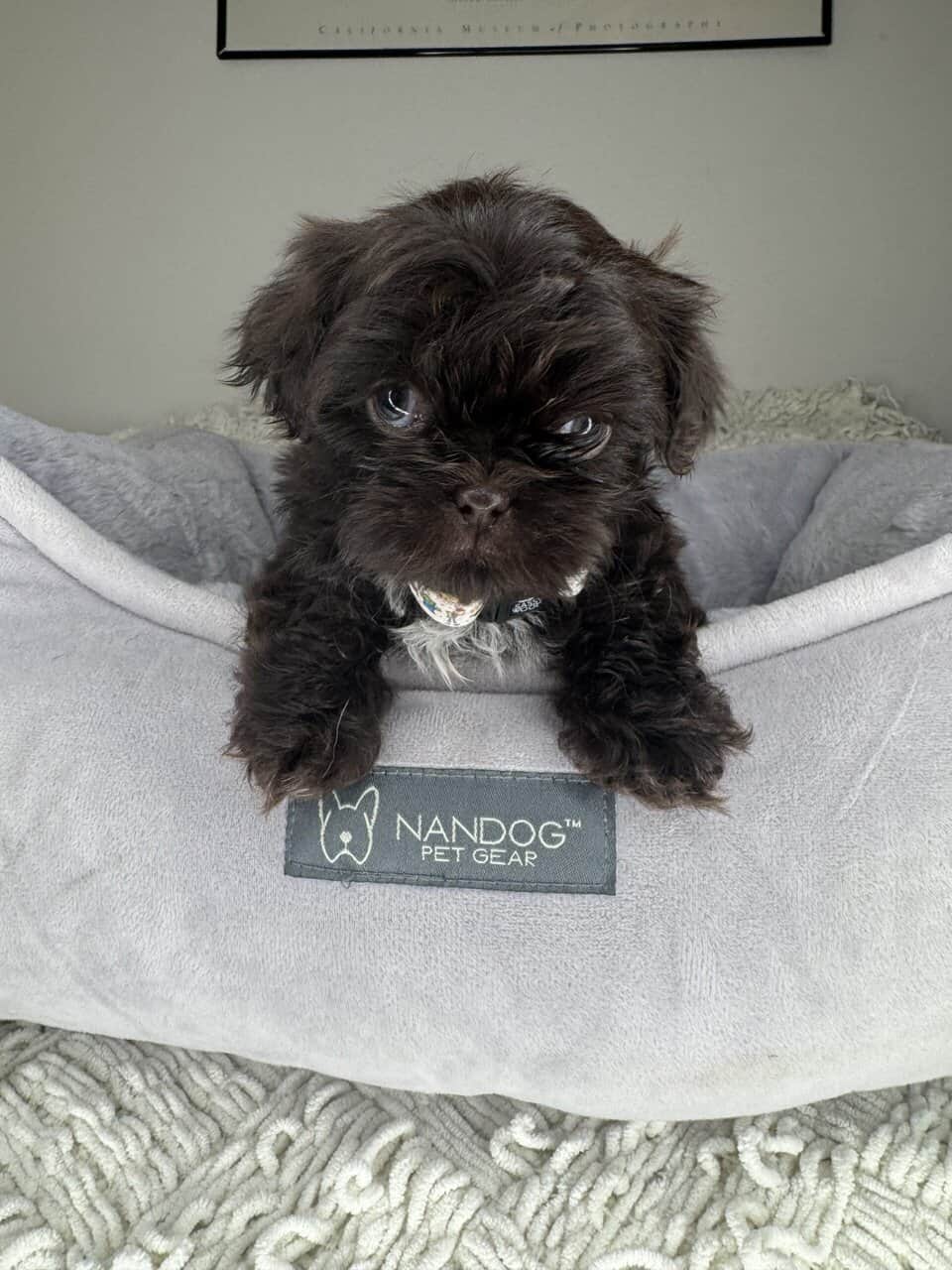 Shih Tzu Boy Puppy (Helmsley) image 4
