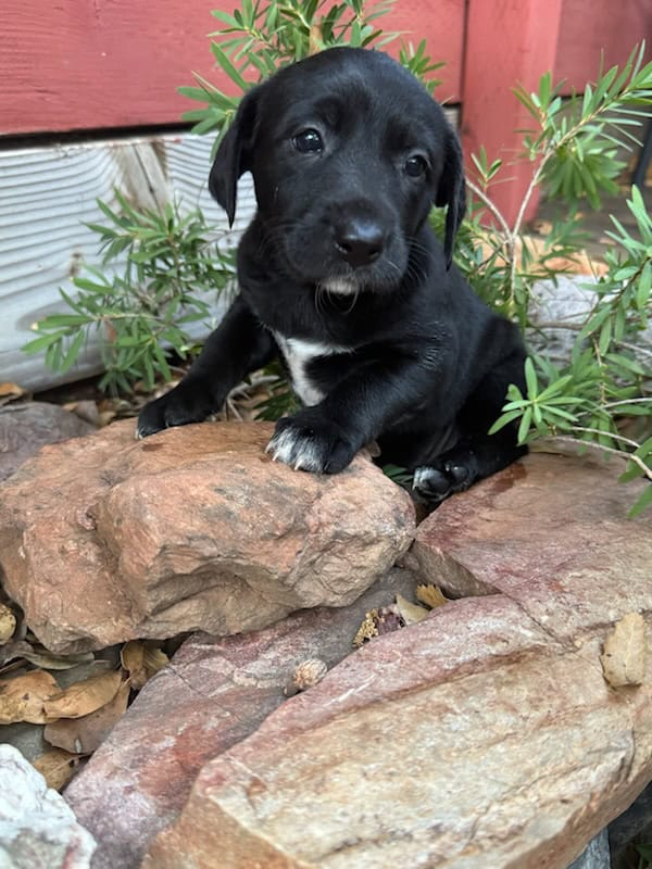 Lab and pit puppies image 3