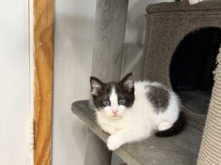 Mix Siberian and Scottish kittens available