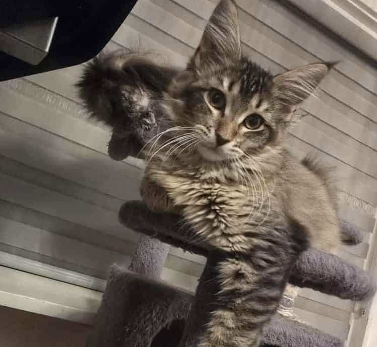 Maine Coon Angel image 1