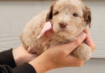 “Sky” Australian Labradoodle/Sheepadoodle Mix