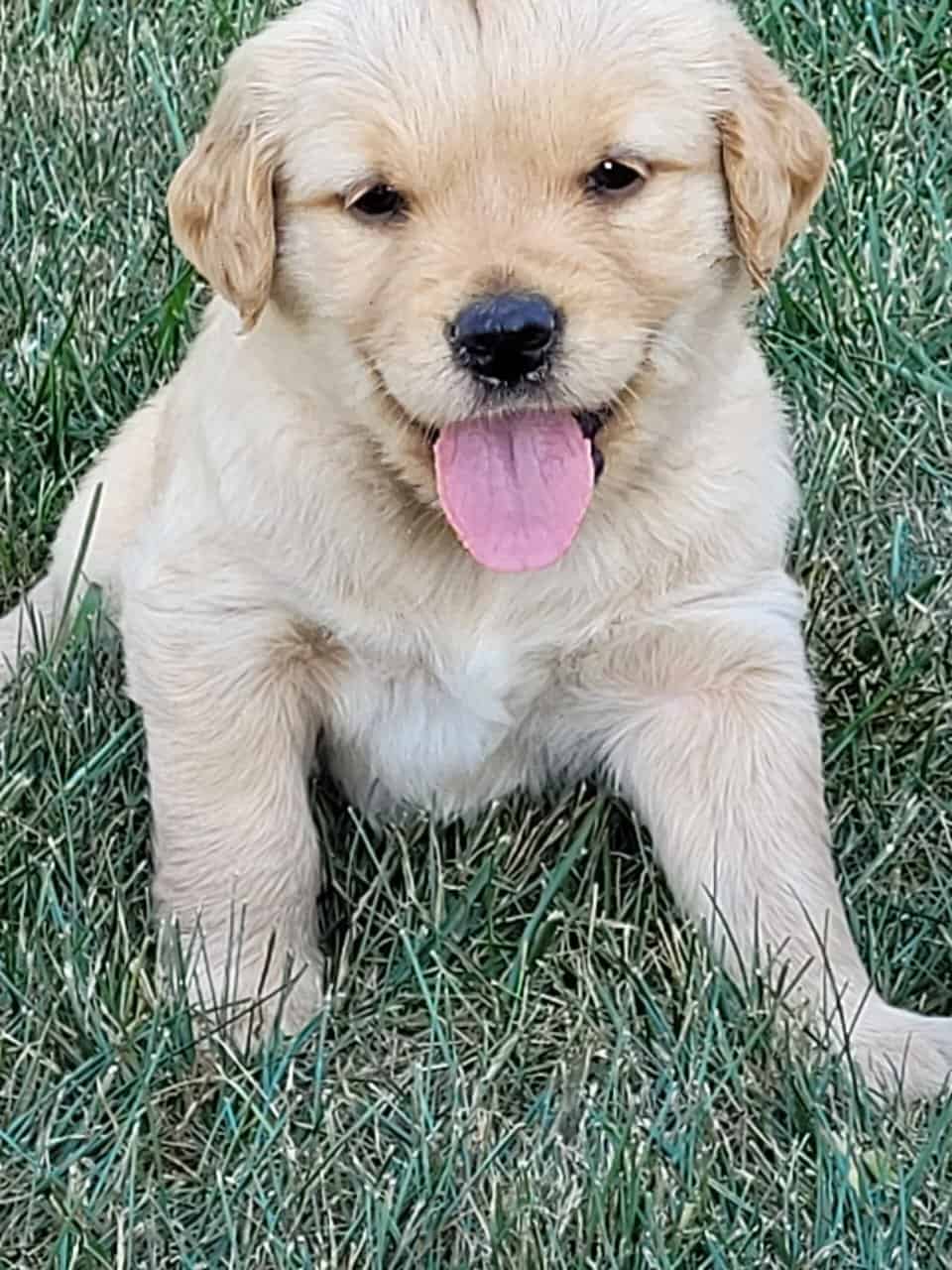 Golden Retriever puppies image 10