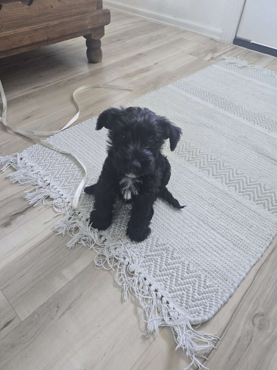 Scottish Terrier and Schnauzer mix puppies image 5