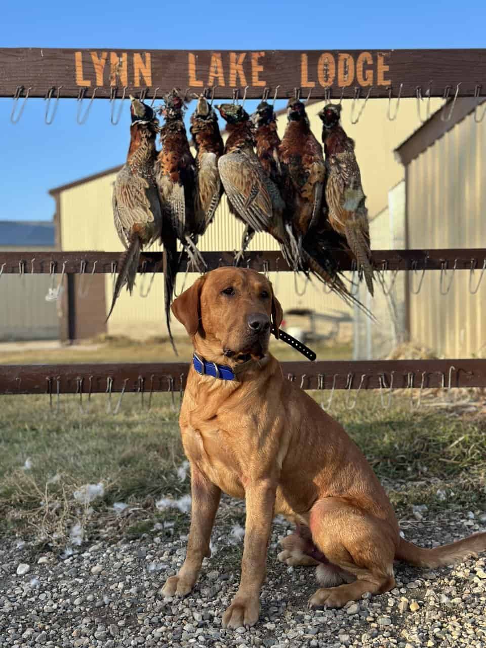 Fox Red Labs with Loaded Pedigrees image 4