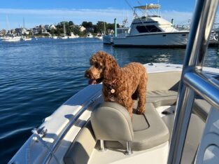 Goldendoodle puppy for adoption only 13 months