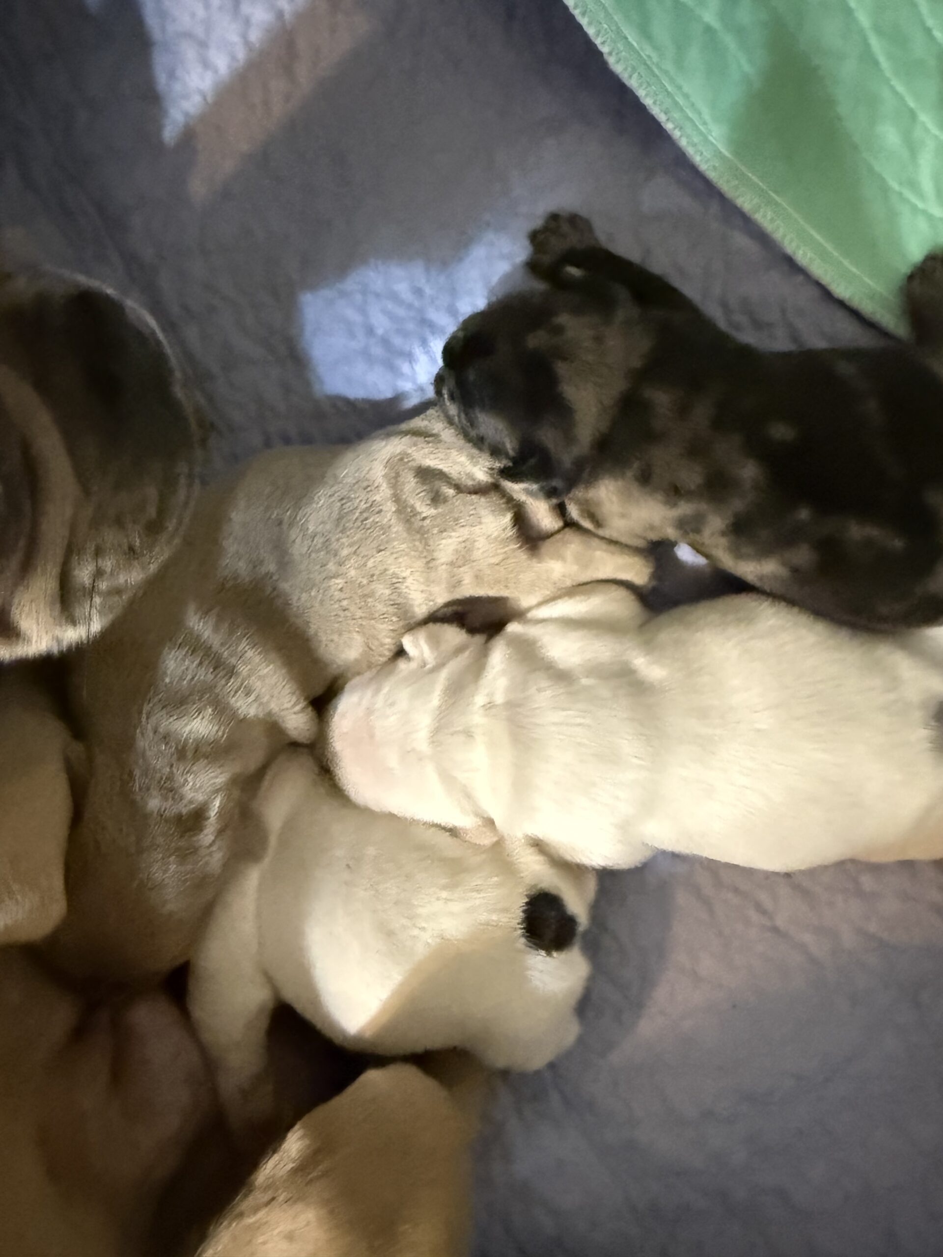 French bulldog babies image 14