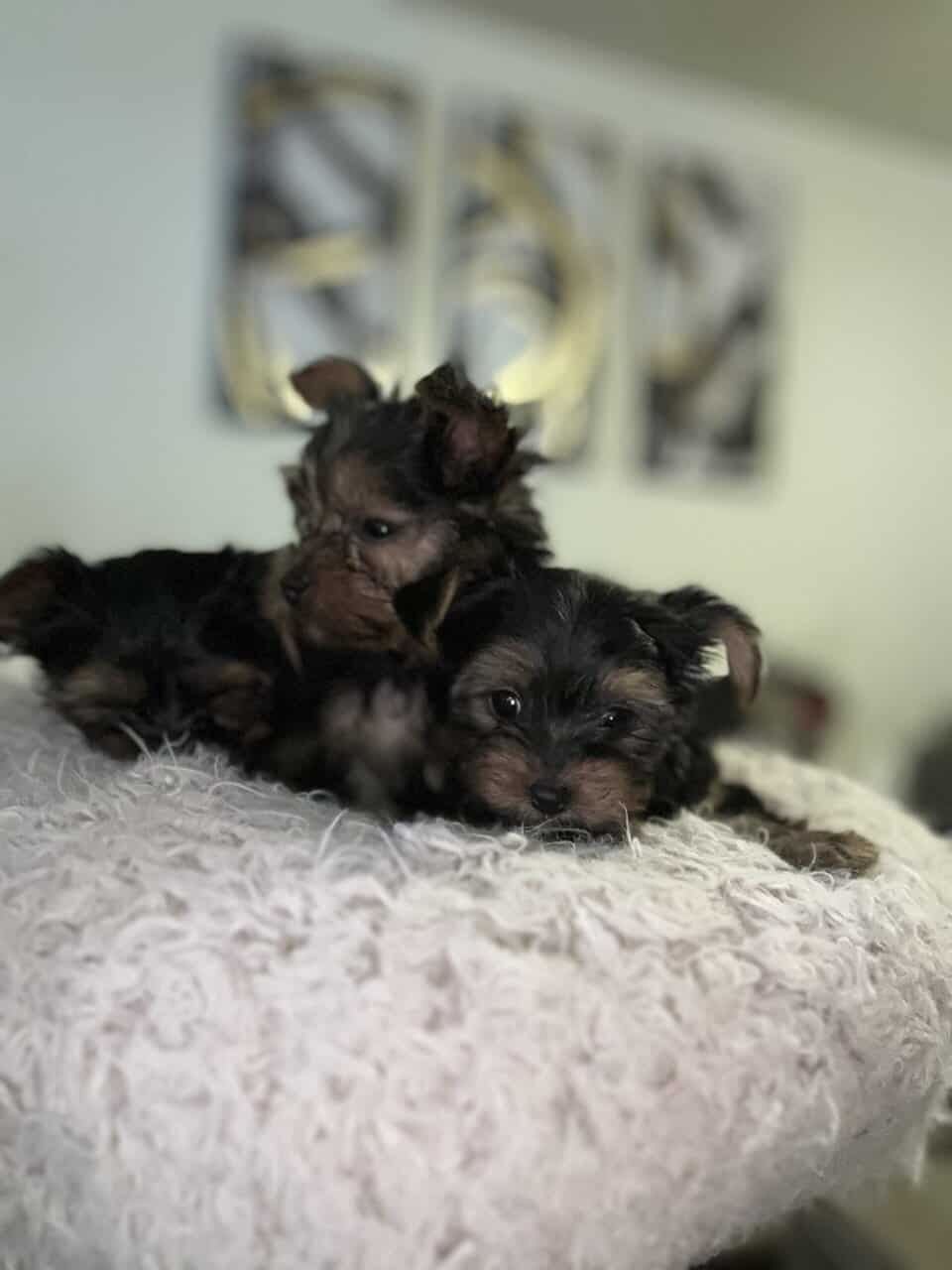 Yorkie for sale - Nyla image 2