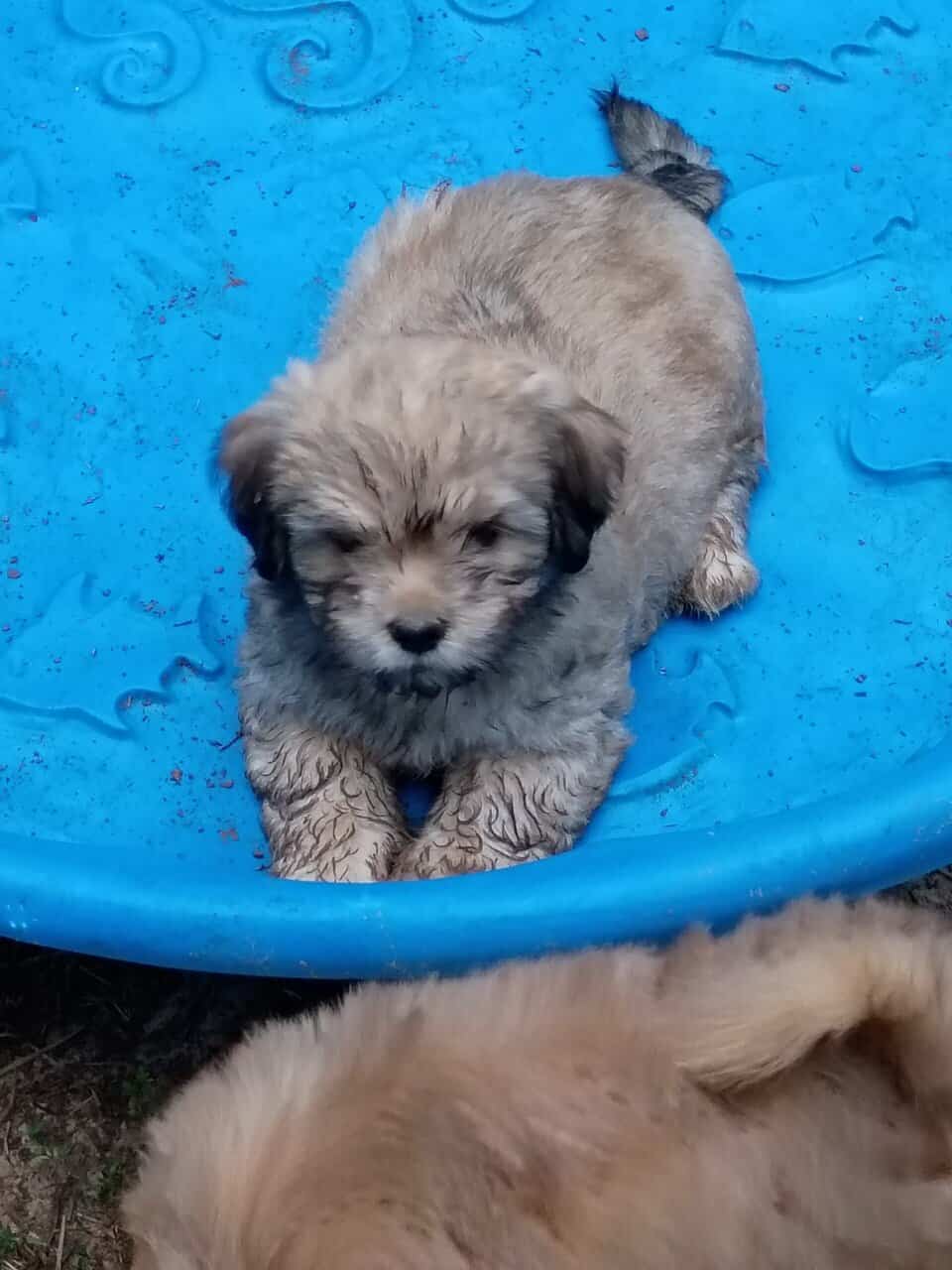 Puppies image 14