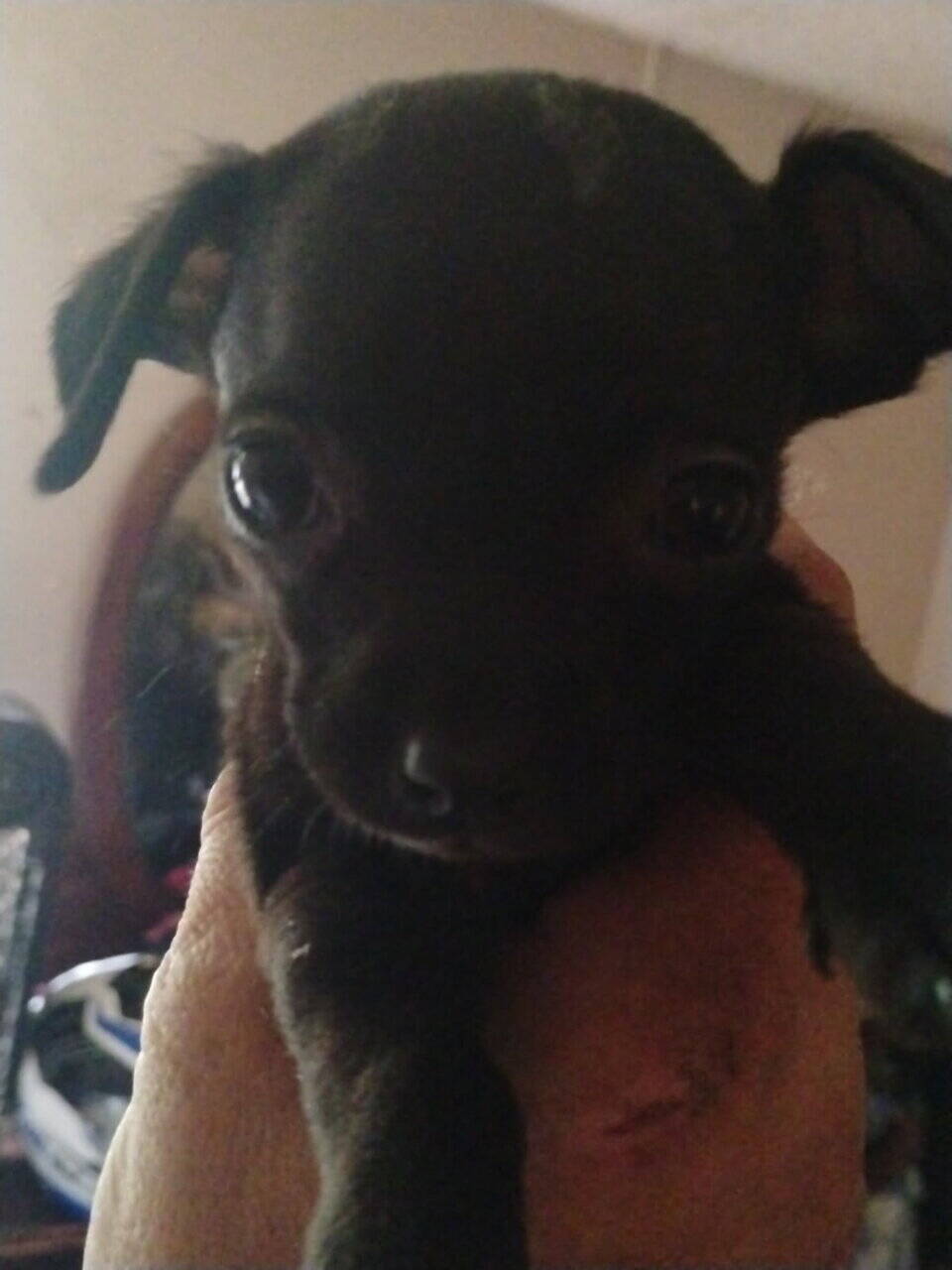 Pug/Chiweenie image 6