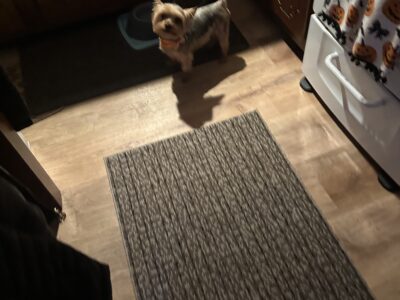 Yorkshire Terrier Male Dog Gino