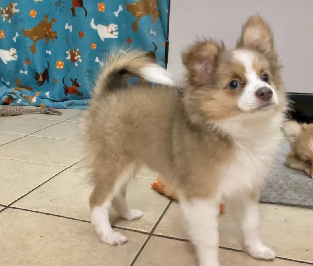 AussiePom Puppies image 10