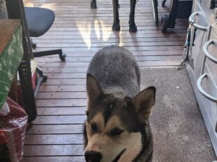 Re-homing Husky and Great Dane