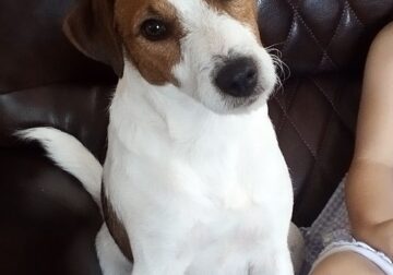 JACK RUSSELL TERRIER-NEUTERED MALE, VERONA, NY
