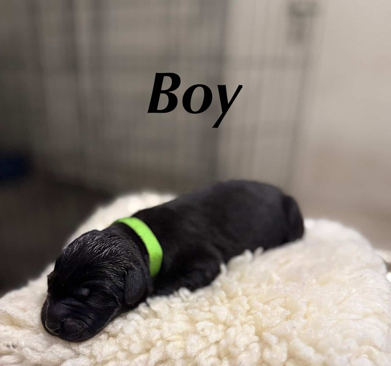 Giant Schnauzer/Great Dane mix Puppies image 9