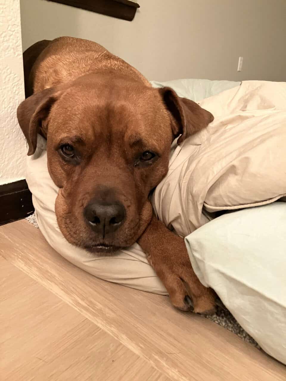 Fully Trained Family Friendly Dog image 1