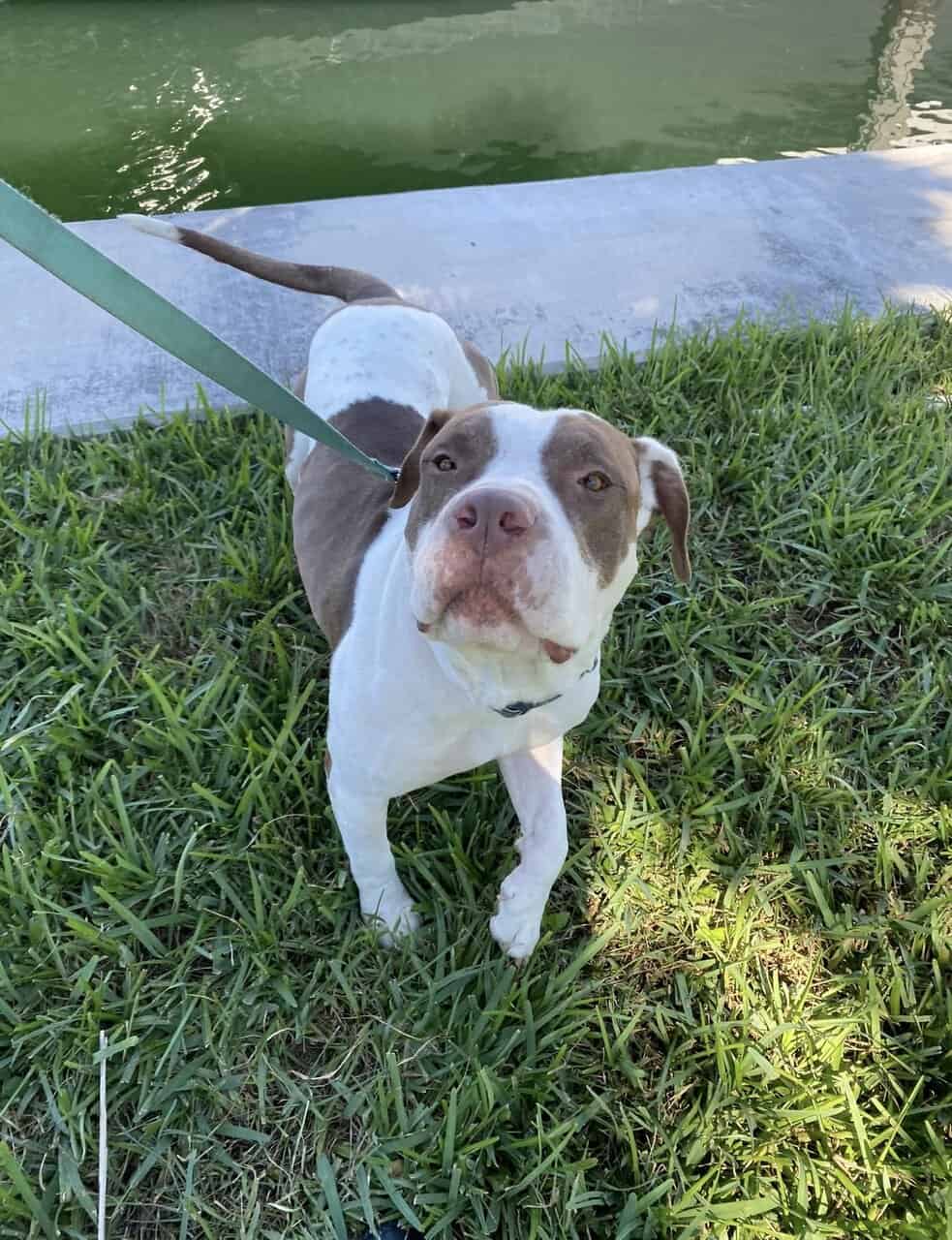 Rocky- Pitbull image 1