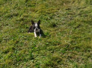Beautiful boston terriers