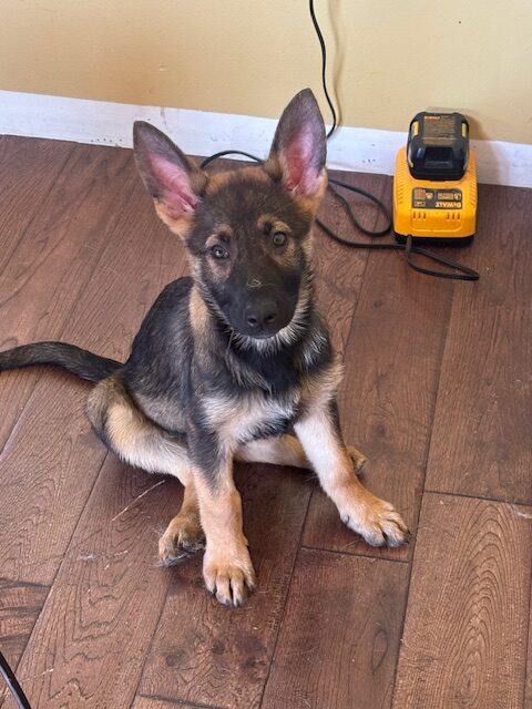 3 female German Sheppard Puppies for sale image 2