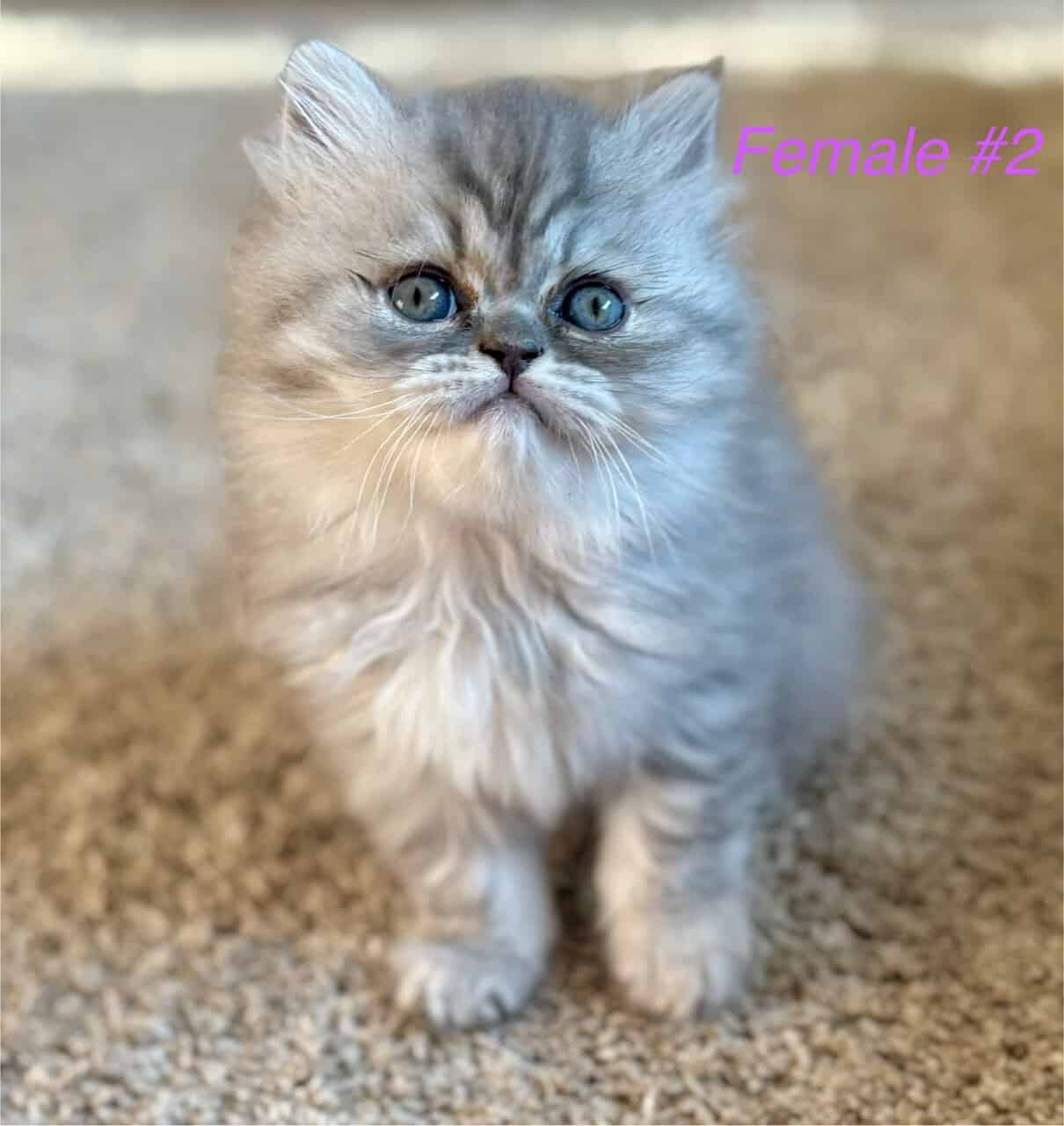 Persian Kittens image 8