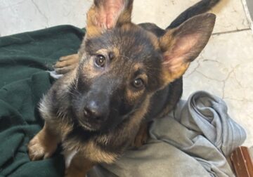 3 female German Sheppard Puppies for sale