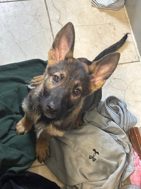 3 female German Sheppard Puppies for sale image 1